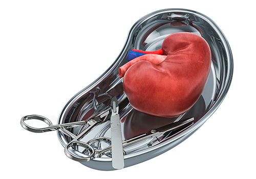 kidney